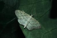 Idaea seriata