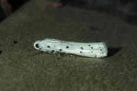 Myelois circumvoluta
