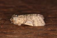 Achlya flavicornis