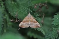 Hypena proboscidalis