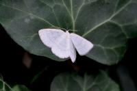 Cabera exanthemata