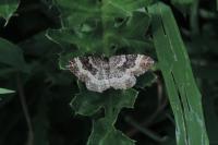 Epirrhoe alternata