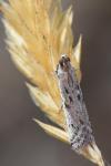 Phycitodes