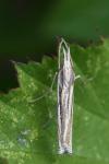 Ancylolomia tentaculella
