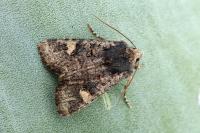 Dryobota labecula