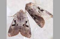 Orthosia gothica