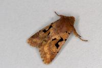 Orthosia gothica