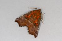 Scoliopteryx libatrix
