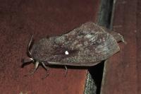 Dendrolimus pini pini