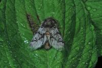 Thaumetopoea pityocampa