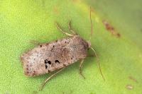 Conistra rubiginosa