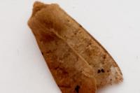 Anorthoa munda
