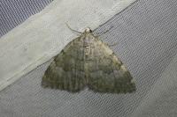 Colostygia aqueata deviridata