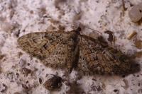 Eupithecia abbreviata