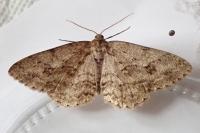 Ectropis crepuscularia