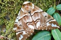 Endromis versicolora