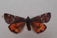 Archiearis parthenias