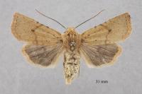 Conistra staudingeri