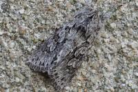 Xylocampa areola