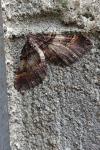 Earophila badiata