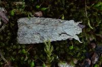 Lithophane ornitopus