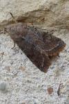 Orthosia incerta