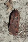 Noctua pronuba