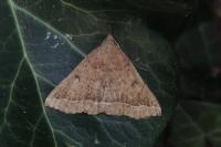 Polypogon plumigeralis