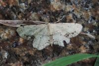 Idaea dimidiata