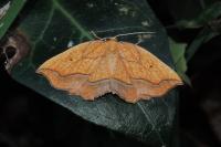 Epione repandaria