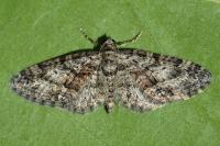 Eupithecia cocciferata