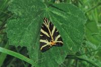 Euplagia quadripunctaria