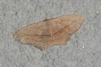 Scopula imitaria