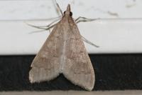 Mecyna asinalis