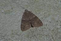Catocala nupta