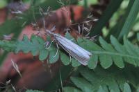 Agriphila straminella