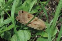 Noctua pronuba