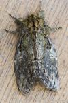 Peridea anceps