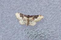 Idaea rusticata