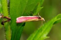 Oncocera semirubella