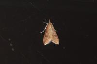 Udea ferrugalis