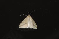 Rhodometra sacraria