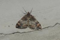 Dysstroma truncata