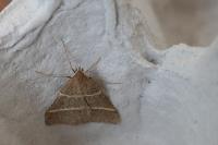 Perigune narbonea