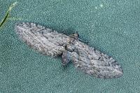 Eupithecia unedonata