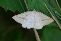 Petrophora chlorosata