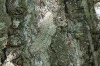 Hypomecis punctinalis