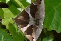 Dysgonia algira