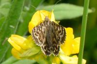 Euclidia mi