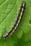 Callimorpha dominula